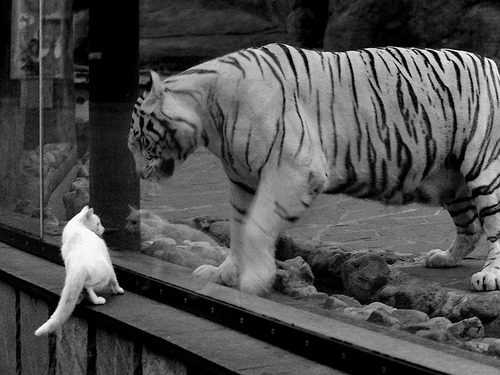 开云体育官方-WRC首秀车手：新面孔如何挑战传统强手？，wrc哪个车队最厉害